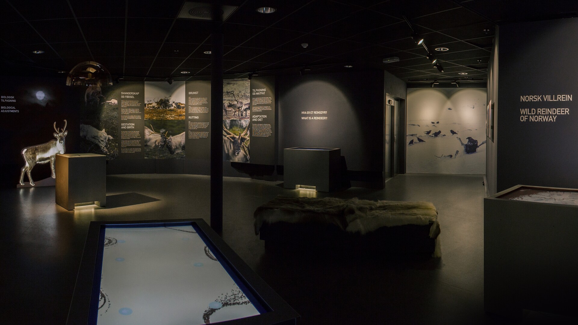 Wild Reindeer Exhibition